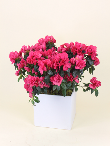Azalea Blooming Plant