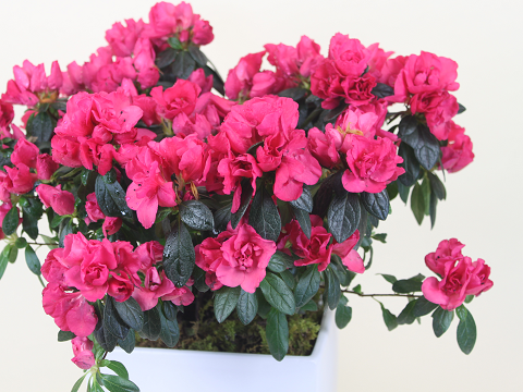 Azalea Blooming Plant