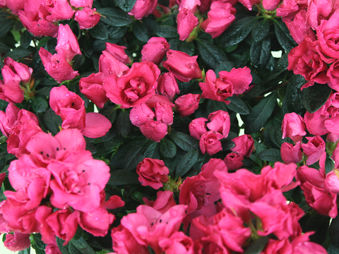 Azalea Blooming Plant