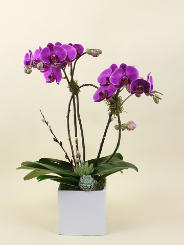 Double Orchid Plant With Succulents