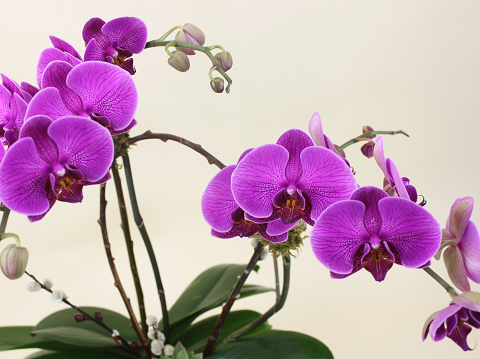 Double Orchid Plant With Succulents