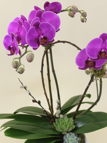 Double Orchid Plant With Succulents