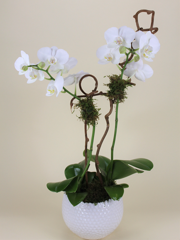 Double Stem Orchid