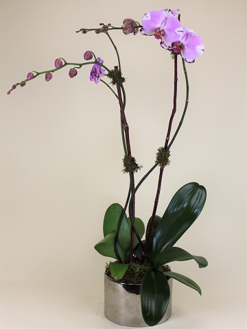 Double Stem Orchid