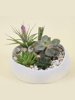 artsy succulents Succulent Garden