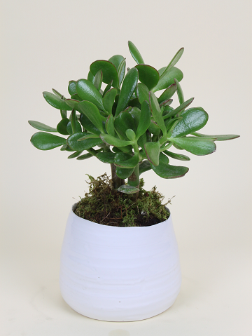 Jade Plant