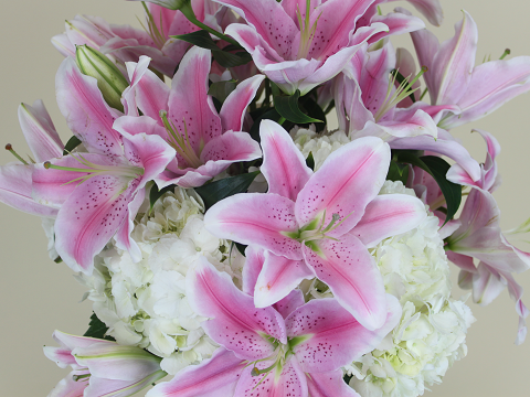 sorbonne lily flower Pink Sorbonne