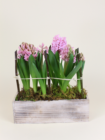 Seasonal Blooming Plant