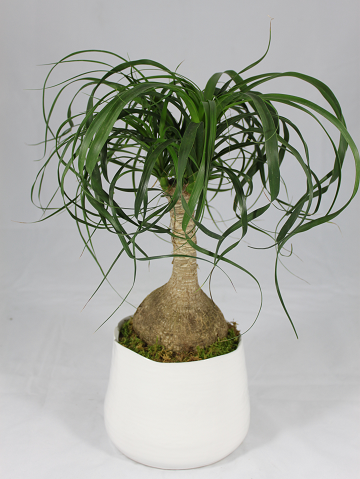ponytail palm bunnings Pony Tail Tree