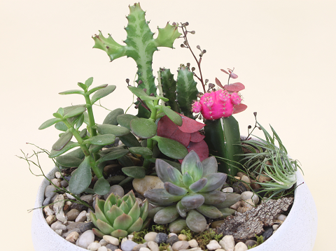 artsy succulents Succulent Garden