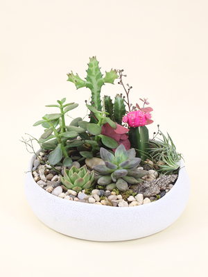 artsy succulents Succulent Garden