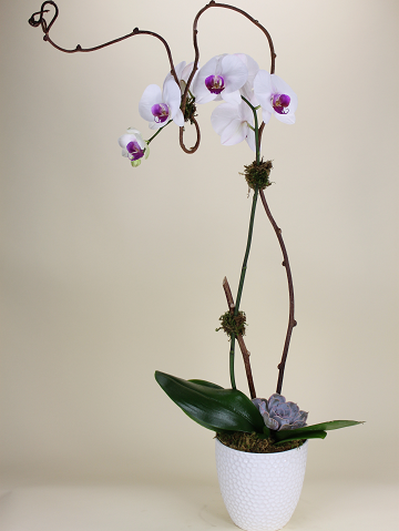 Single Stem Orchid