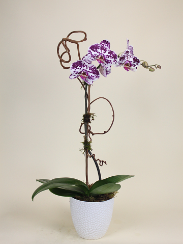 Single Stem Orchid