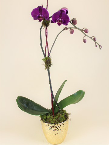Single Stem Orchid