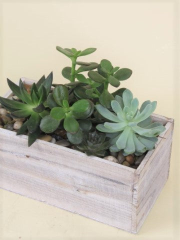 Succulent Box
