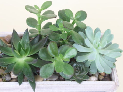 Succulent Box