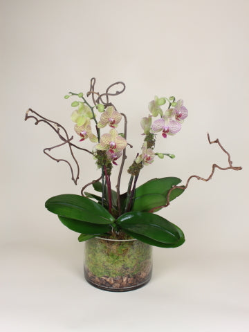 Triple Stem Orchids