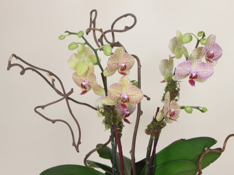 Triple Stem Orchids