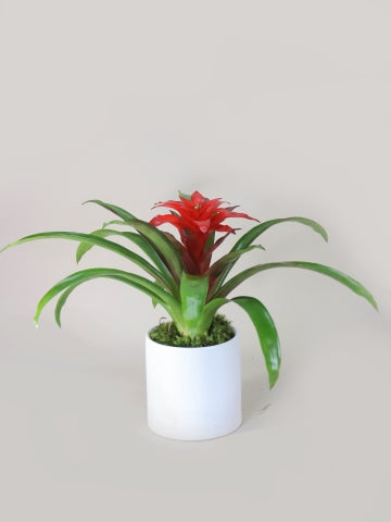 tesco plants indoor Tropical Plant